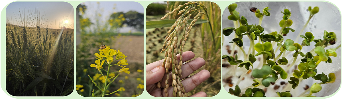 Welcome to ICAR-Indian Agricultural Research Institute